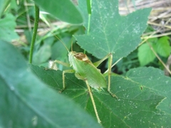 Tettigonia cantans