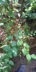 Vaccinium ovatum