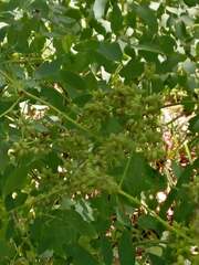 Thalictrum dasycarpum