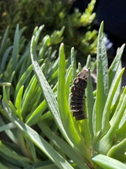 Lampyridae