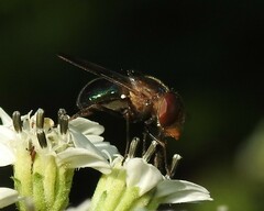 Copestylum vesicularium