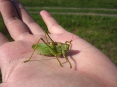 Tettigonia cantans