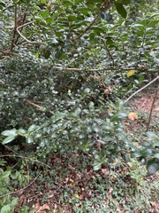 Ilex crenata