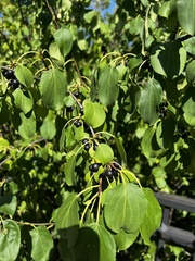 Rhamnus
