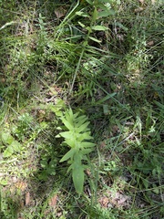 Cirsium decussatum
