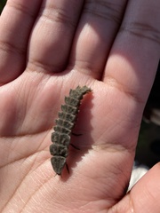 Lampyridae