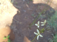 Kohautia amatymbica