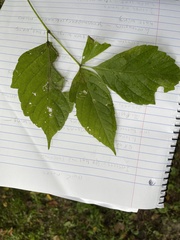 Acer nigrum