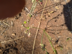 Tulbaghia acutiloba