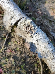 Hypogymnia physodes