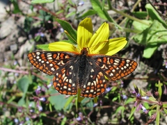 Euphydryas anicia