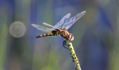 Macrodiplax balteata