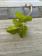 Aegopodium podagraria