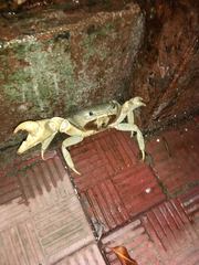 Cardisoma guanhumi