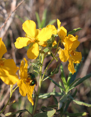 Senna roemeriana