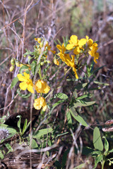 Senna roemeriana