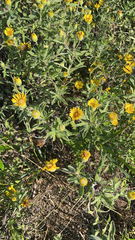 Heterotheca villosa