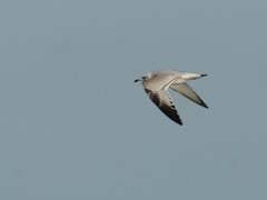 Ichthyaetus melanocephalus