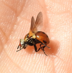 Gymnosoma
