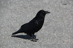 Corvus corax
