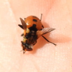 Gymnosoma