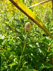 Lilium michiganense