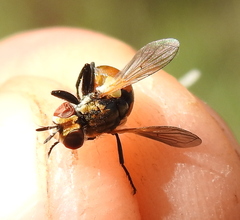 Gymnosoma