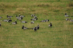 Branta leucopsis
