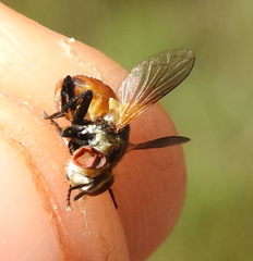 Gymnosoma