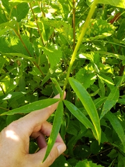 Lilium michiganense