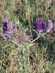Eryngium leavenworthii