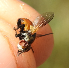 Gymnosoma