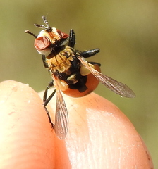 Gymnosoma