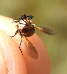Gymnosoma