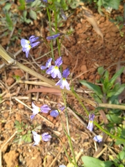 Lobelia erinus
