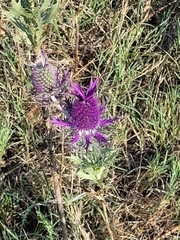 Eryngium leavenworthii