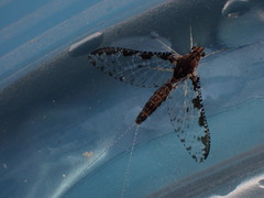Callibaetis