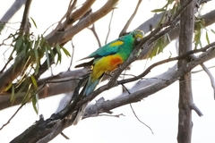 Psephotus varius