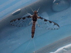 Callibaetis