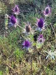 Eryngium leavenworthii