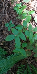 Prosartes hookeri