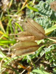 Oxytropis exserta