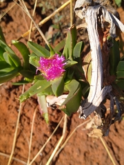 Carpobrotus dimidiatus