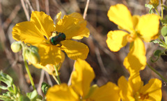 Agapostemon texanus