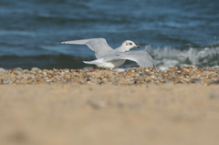 Ichthyaetus melanocephalus