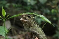 Gonocephalus liogaster