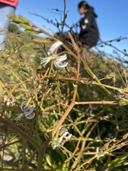 Trachyandra ciliata
