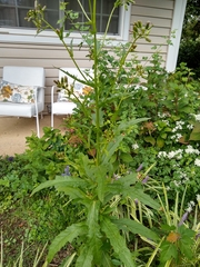 Erechtites hieraciifolius