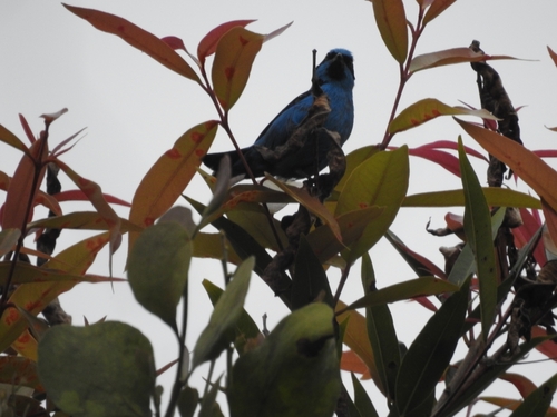Turquoise Dacnis (Dacnis hartlaubi), photo 7