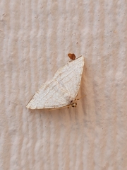 Taeniogramma